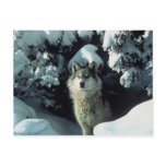 Grey Wolf postcards