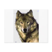 Grey Wolf