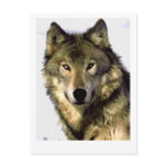 Grey Wolf