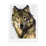 Grey Wolf