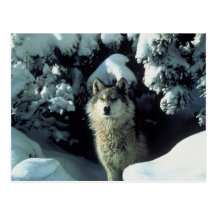 Grey Wolf Postcard