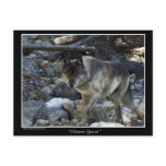Grey Wolf Postcards