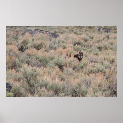 Gray Wolf Poster