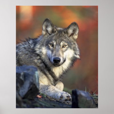 Gray Wolf Posters