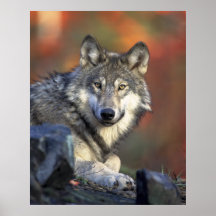 Grey Wolf Poster