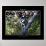 GREY WOLF Poster posters