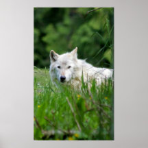 Grey wolf posters