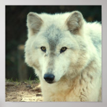 Grey Wolf Print