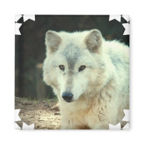 Grey Wolf Square Magnet