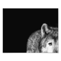 Grey Wolf Stare - Black and White Photo Print