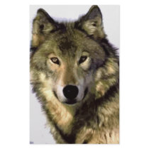 Grey Wolf