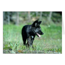 Grey Wolf-summer-(black-phase) cub Cards