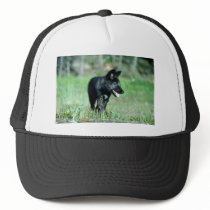 Grey Wolf-summer-(black-phase) cub Hat