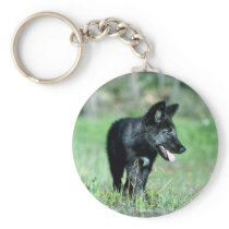 Grey Wolf-summer-(black-phase) cub Key Chains