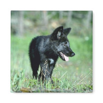 Grey Wolf-summer-(black-phase) cub Magnet