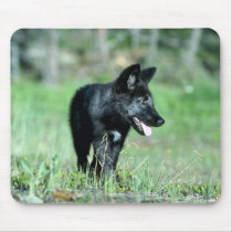 Grey Wolf-summer-(black-phase) cub Mousemat