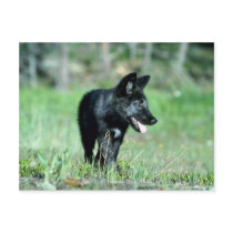Grey Wolf-summer-(black-phase) cub Post Card