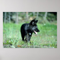 Grey Wolf-summer-(black-phase) cub Posters