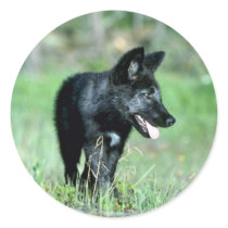 Grey Wolf-summer-(black-phase) cub Round Stickers