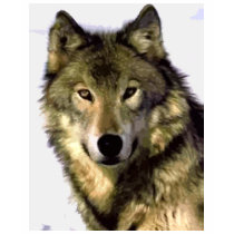 Grey Wolf