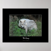 Grey Wolf Wildlife Photo Portrait Print