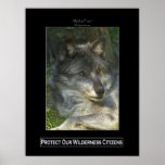 GREY WOLF Wildlife Support Poster posters