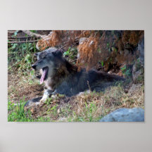 Grey Wolf Yawning. Zoo America, Hershey, Pennsylva Print