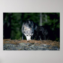 Grey Wolves-summer-mum with (black-phase) cub Poster