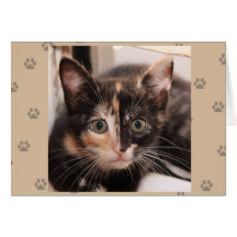 Greyfoot Cat Rescue Tortie Card