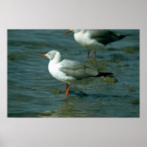 Greyheaded Gull Print