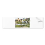 Greyhound Bumper Stickers