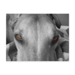 Greyhound Eyes postcards