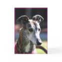 Greyhound greeting card