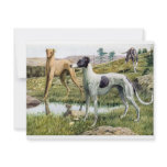 Greyhound invitations