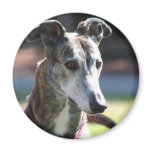 Greyhound magnet