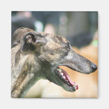 Greyhound magnet