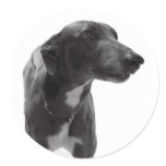 Greyhound Photo sticker