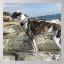 Greyhound Photograph Printer