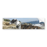 Greyhound Photographs Bumper Sticker bumper stickers