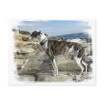 Greyhound Photographs Postcard