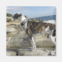 Greyhound Photographs Square Magnet