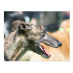 Greyhound Postcard