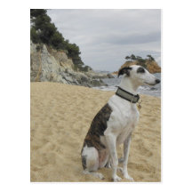 Greyhound Postcard