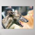 Greyhound poster posters