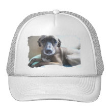 Greyhound Puppy Baseball Hat