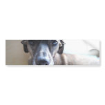 Greyhound Puppy Bumper Stickers bumper stickers