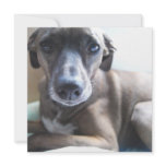 Greyhound Puppy Dog Invitation