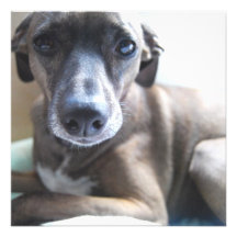 Greyhound Puppy Dog Invitation