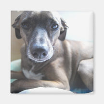 Greyhound Puppy Magnet