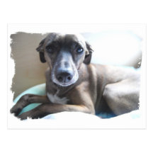Greyhound Puppy Postcard